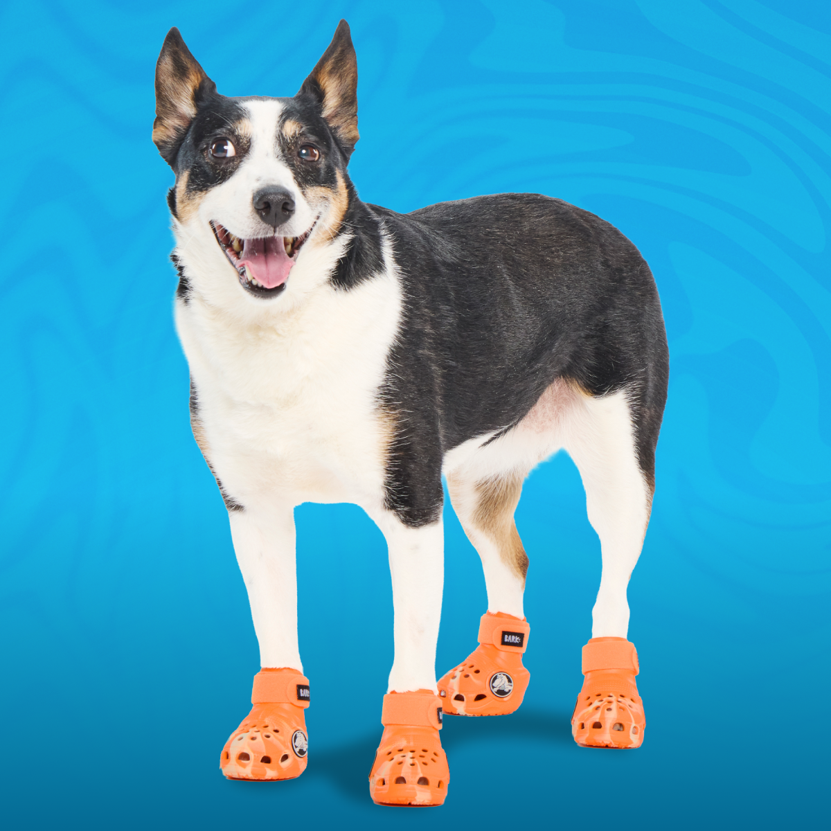 Crocs™ Shoes For Dogs - Image 12