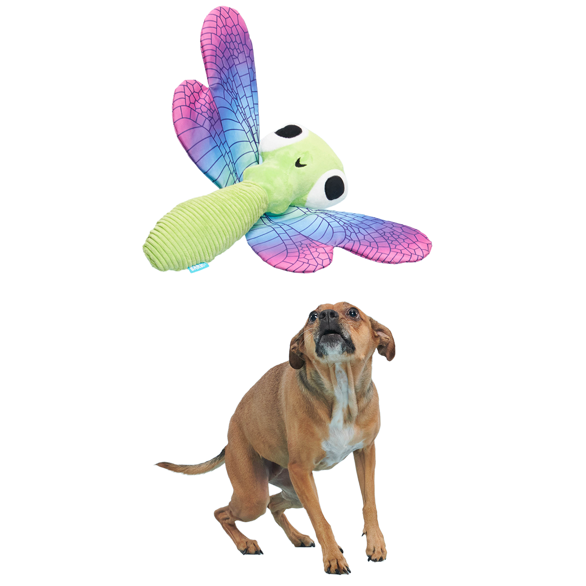 Dragonfly Guy Plush Extra-Large + Tug Dog Toy - Image 4