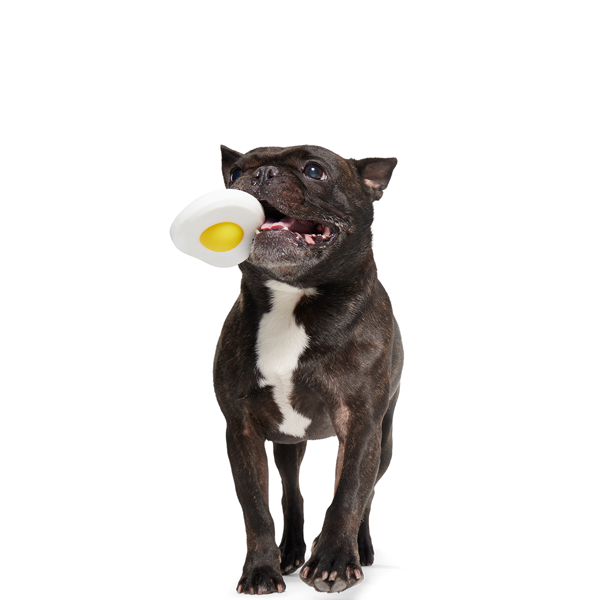 Egg Over Hard Super Chewer Durable Gnaw Dog Toy - Image 5