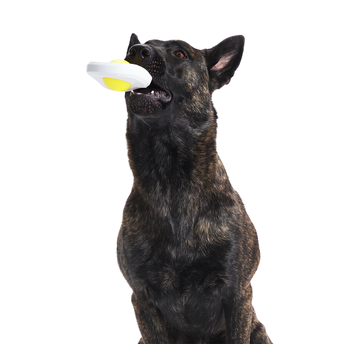 Egg Over Hard Super Chewer Durable Gnaw Dog Toy - Image 4
