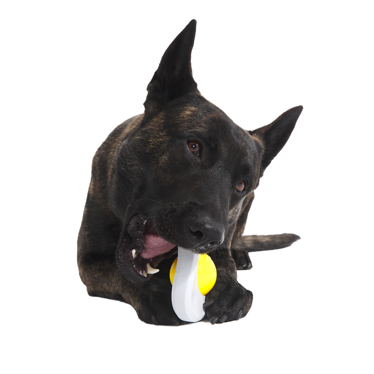 Egg Over Hard Super Chewer Durable Gnaw Dog Toy - Image 3