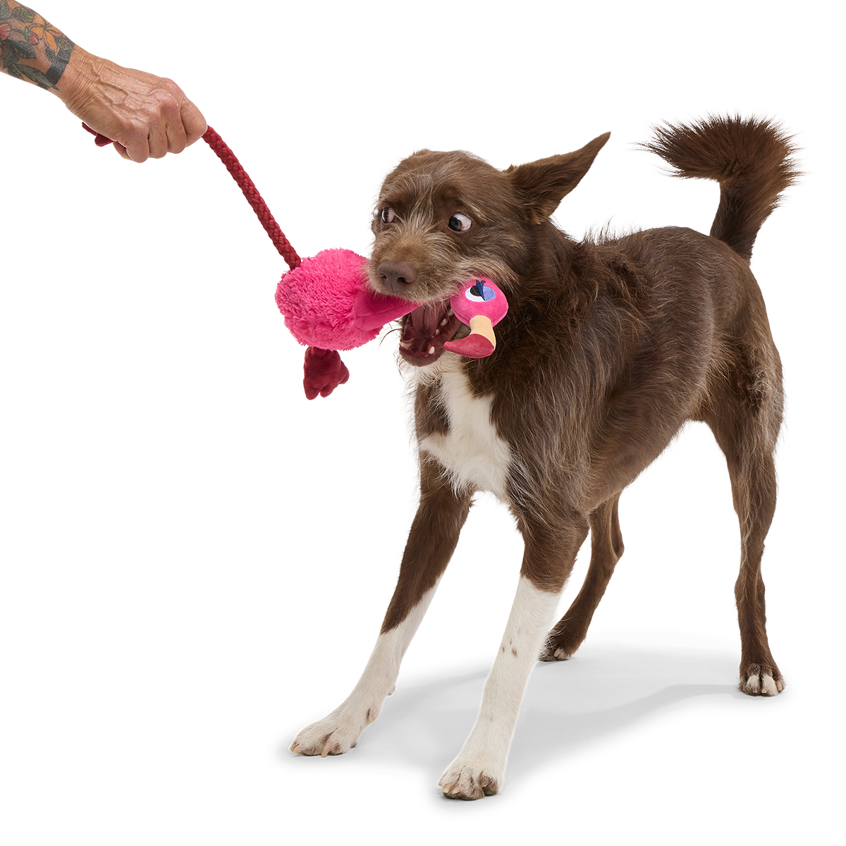 Fahari Flamingo Plush Extra-Large + Tug Dog Toy - Image 4