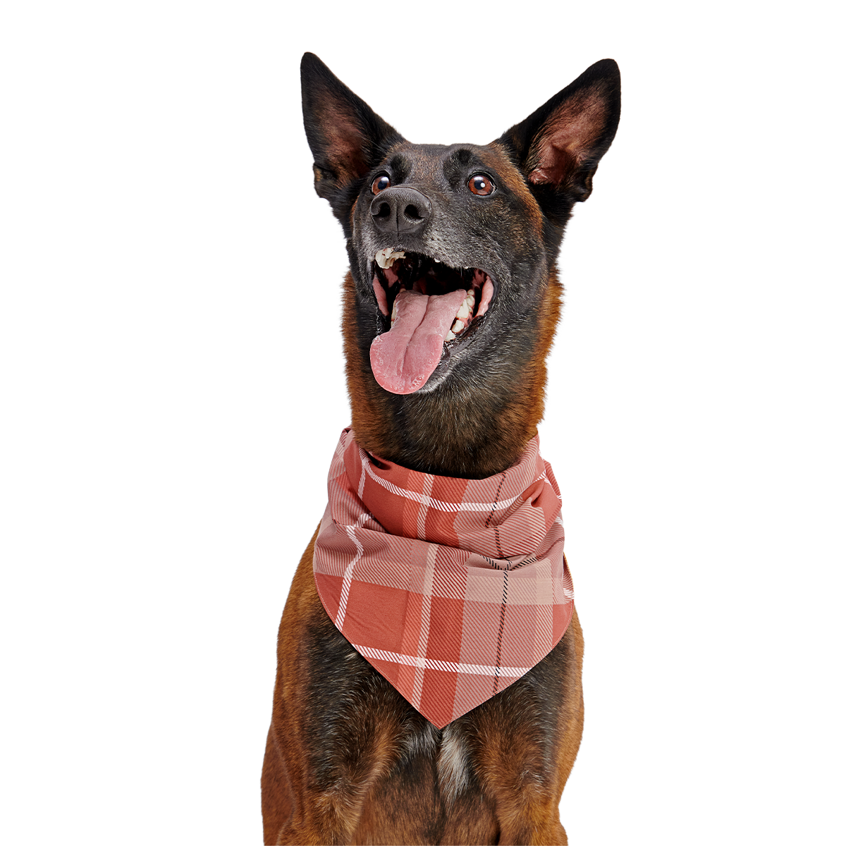 Fall Reversible Dog Bandana - Image 6