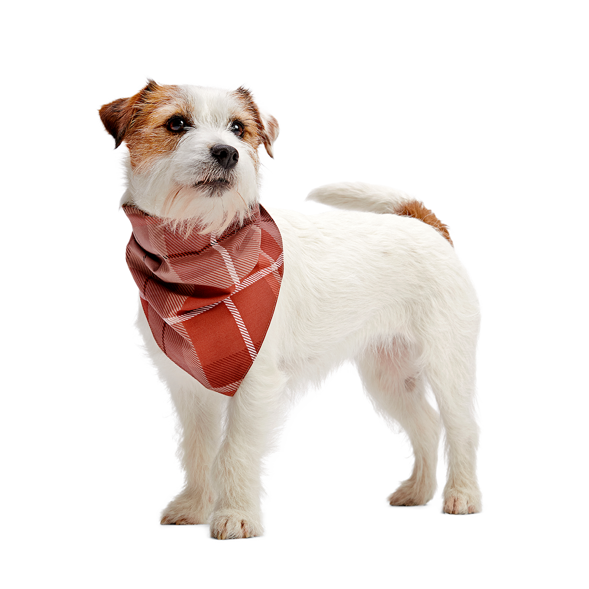 Fall Reversible Dog Bandana - Image 2