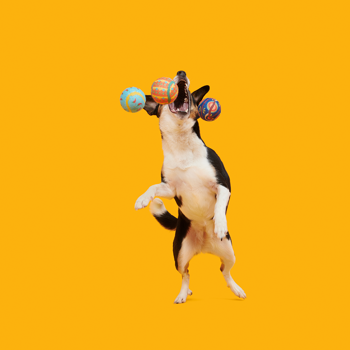 Fetch Mex Plush Multi-Part Fetch Dog Toy - Image 4