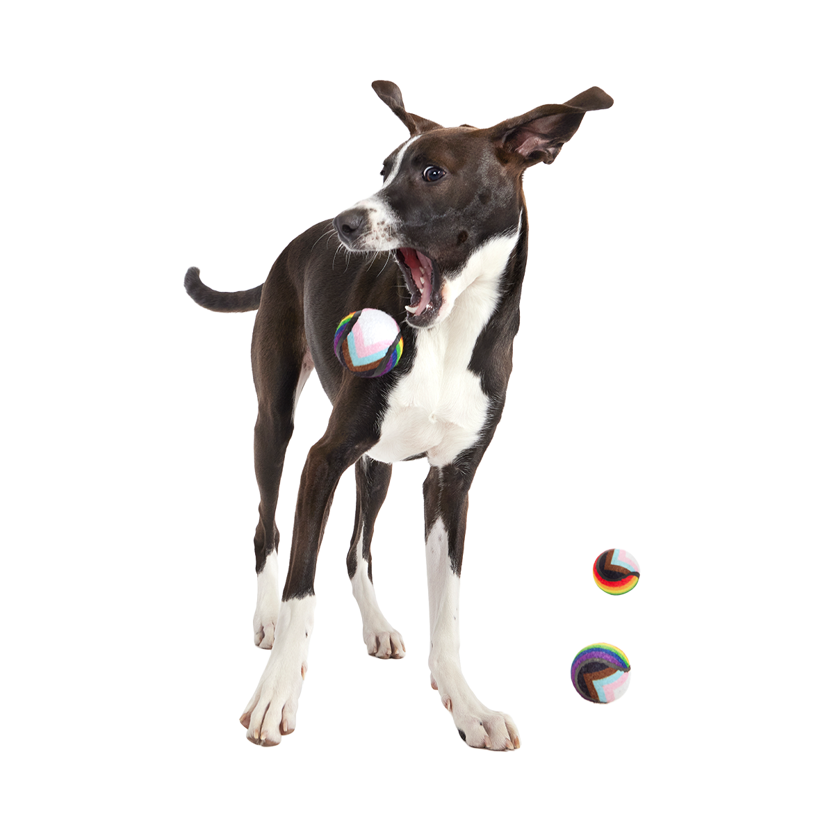 Fetch is Fetch Plush Multi-Part Dog Toy - Image 2