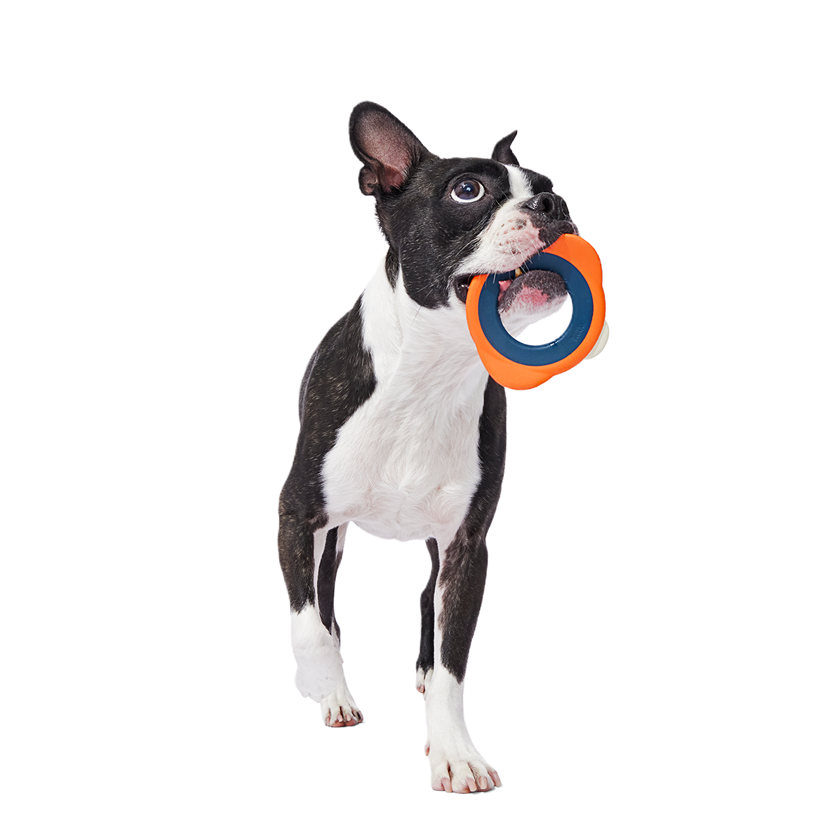 Flingray Super Chewer Durable Fetch Dog Toy - Image 3