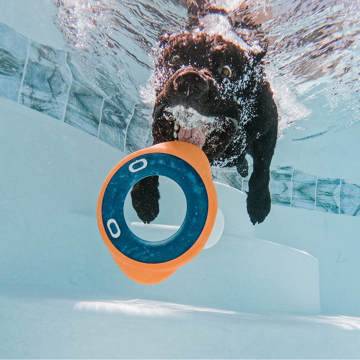 Flingray Super Chewer Durable Fetch Dog Toy - Image 8