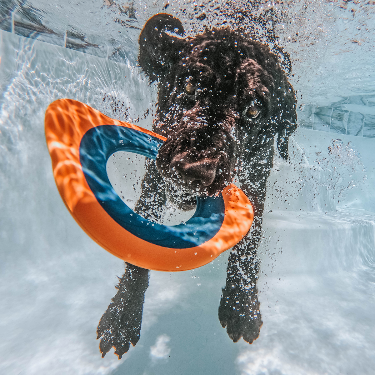 Flingray Super Chewer Durable Fetch Dog Toy - Image 6