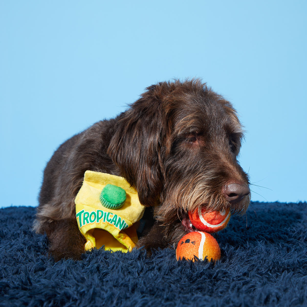 Fresh Squeaked OJ Plush Multi-Part + Enrichment + Fetch Dog Toy - Image 4