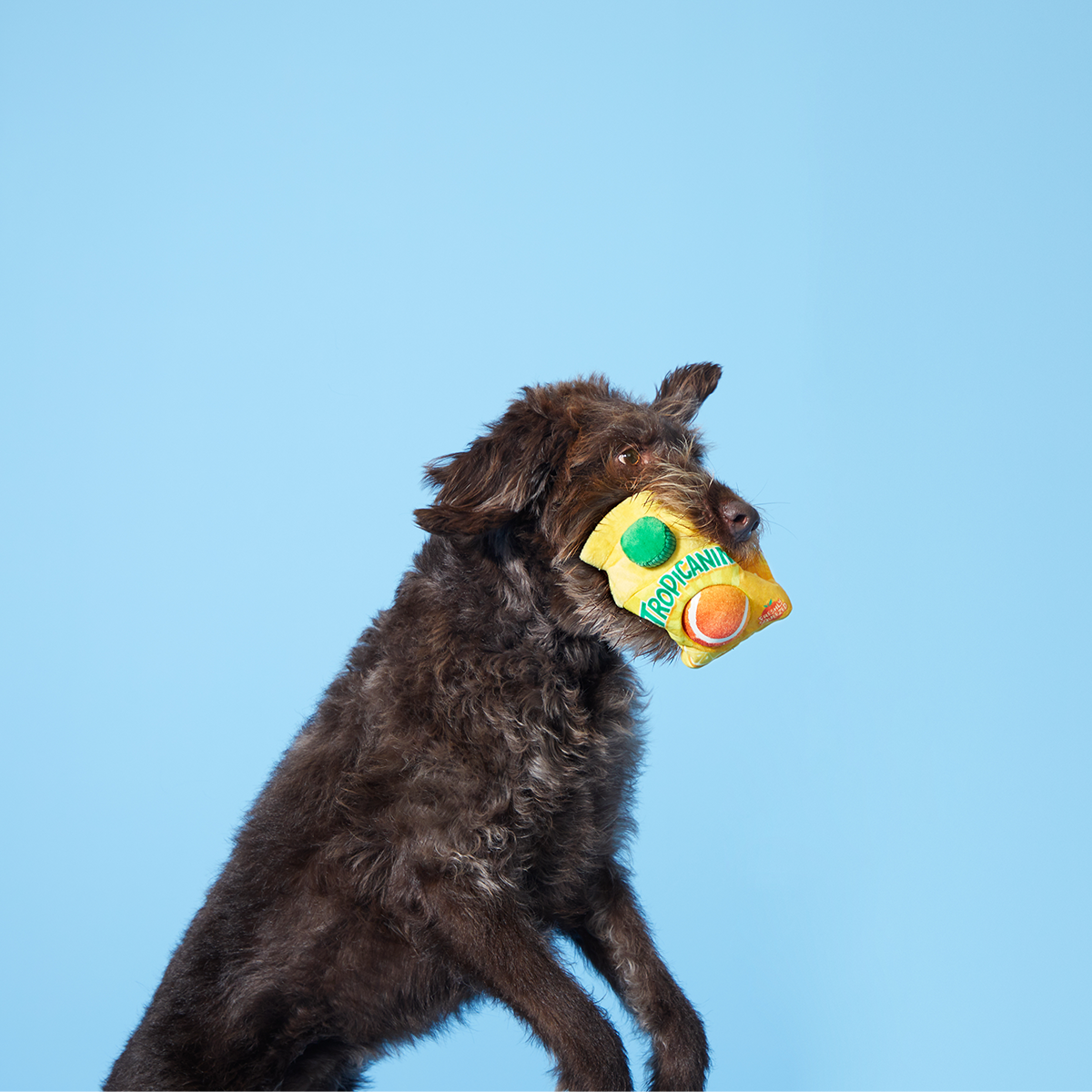 Fresh Squeaked OJ Plush Multi-Part + Enrichment + Fetch Dog Toy - Image 3
