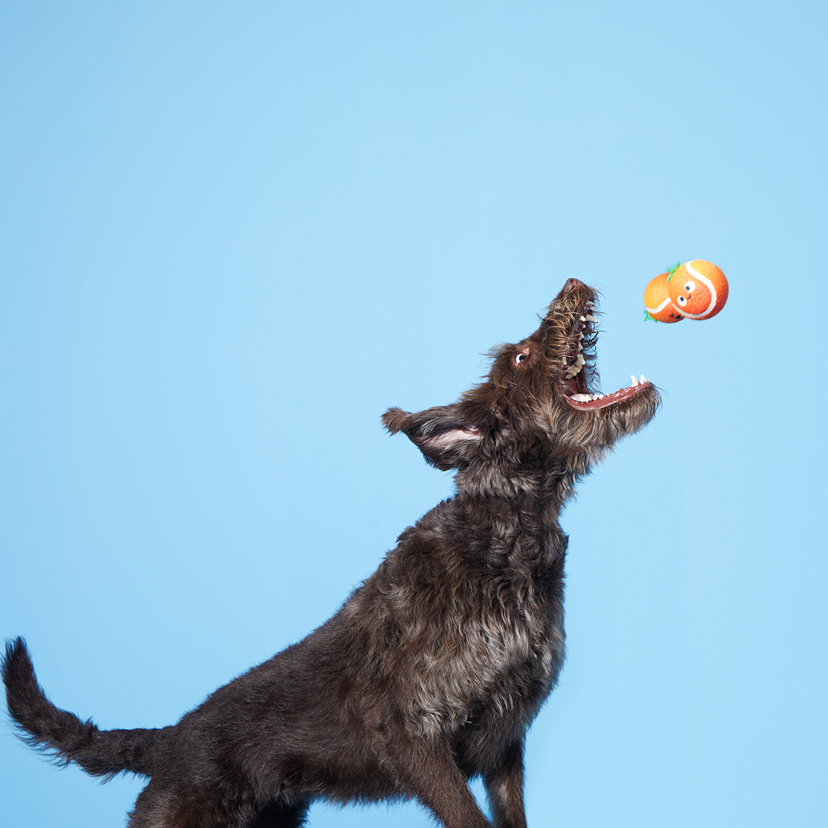 Fresh Squeaked OJ Plush Multi-Part + Enrichment + Fetch Dog Toy - Image 2