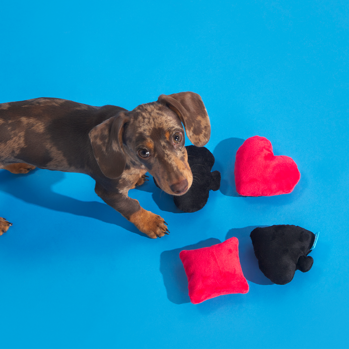 Fur Of A Kind Plush Multi-Part Dog Toy - Image 2