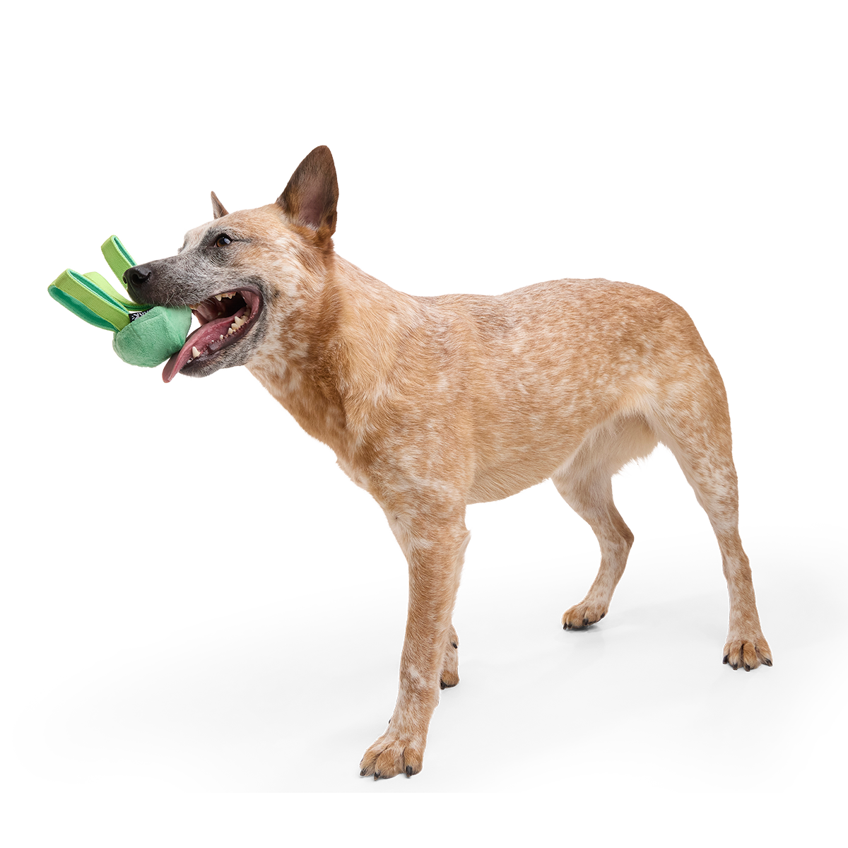 Galactopus Super Chewer Durable 2-in-1 + Tug Dog Toy - Image 2