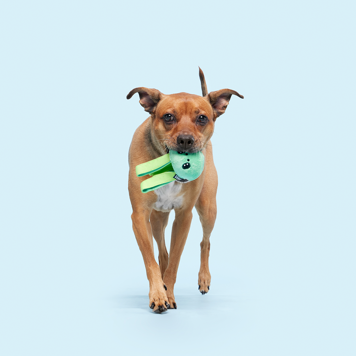 Galactopus Super Chewer Durable 2-in-1 + Tug Dog Toy - Image 5