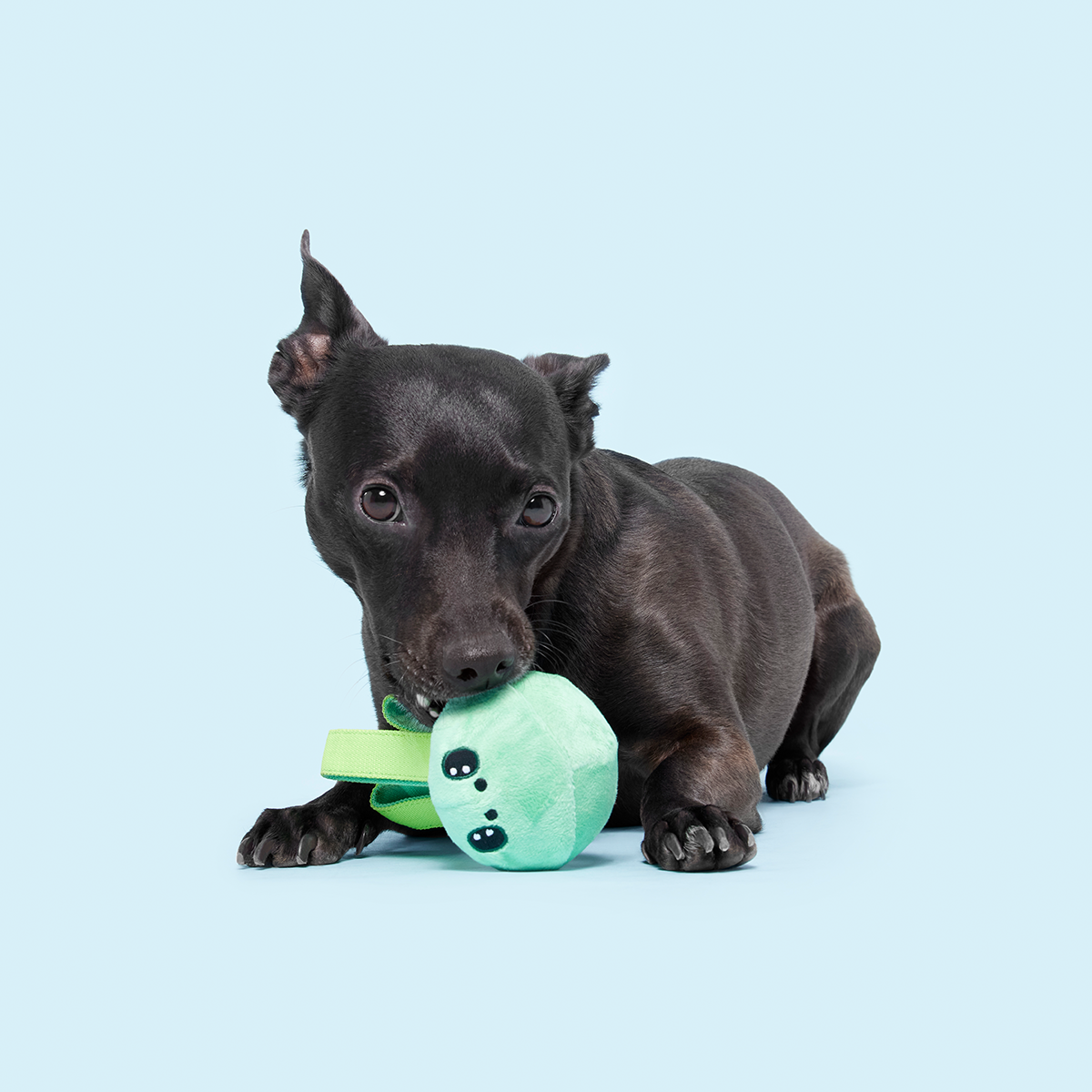 Galactopus Super Chewer Durable 2-in-1 + Tug Dog Toy - Image 4