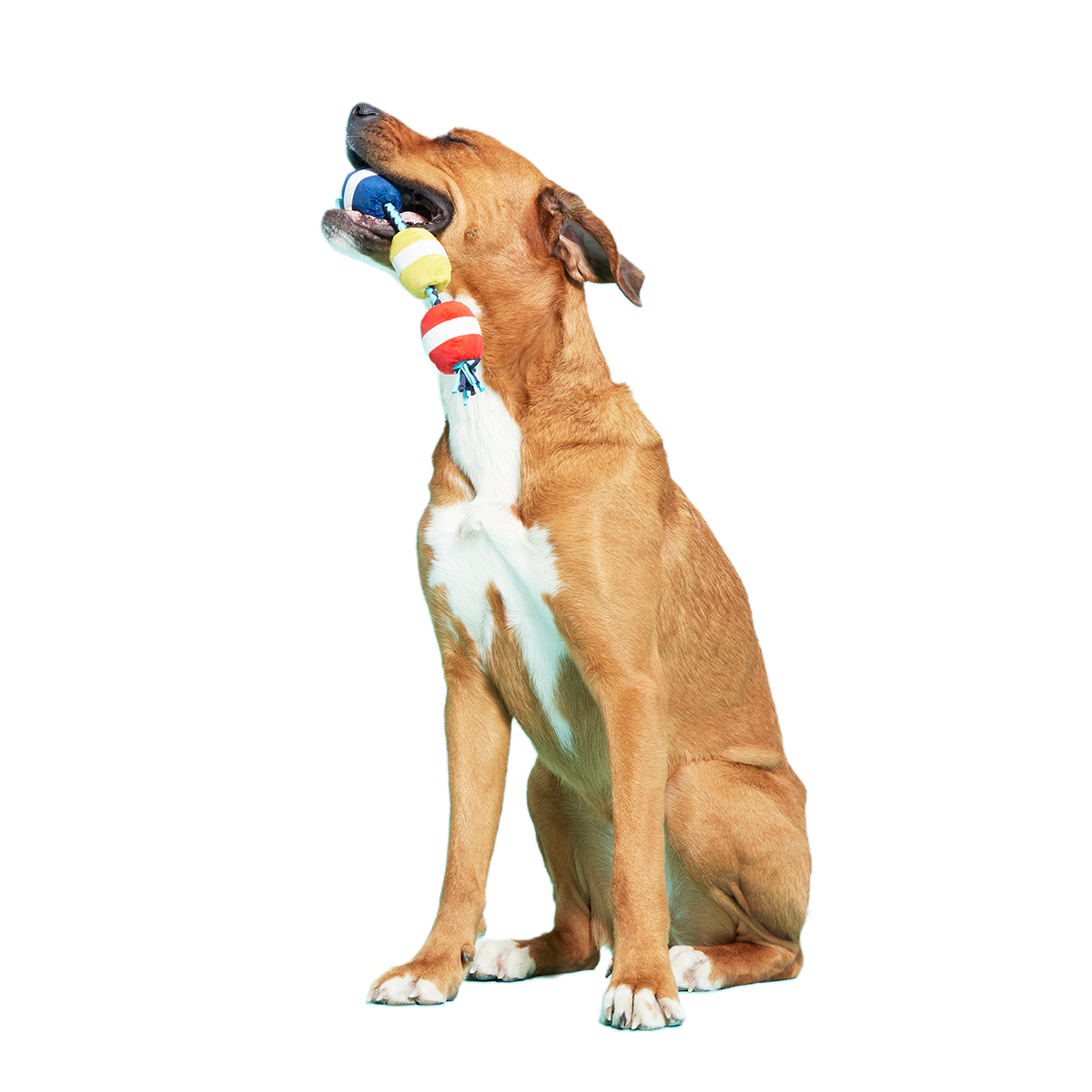 Good Buoys Plush Tug Dog Toy - Image 4