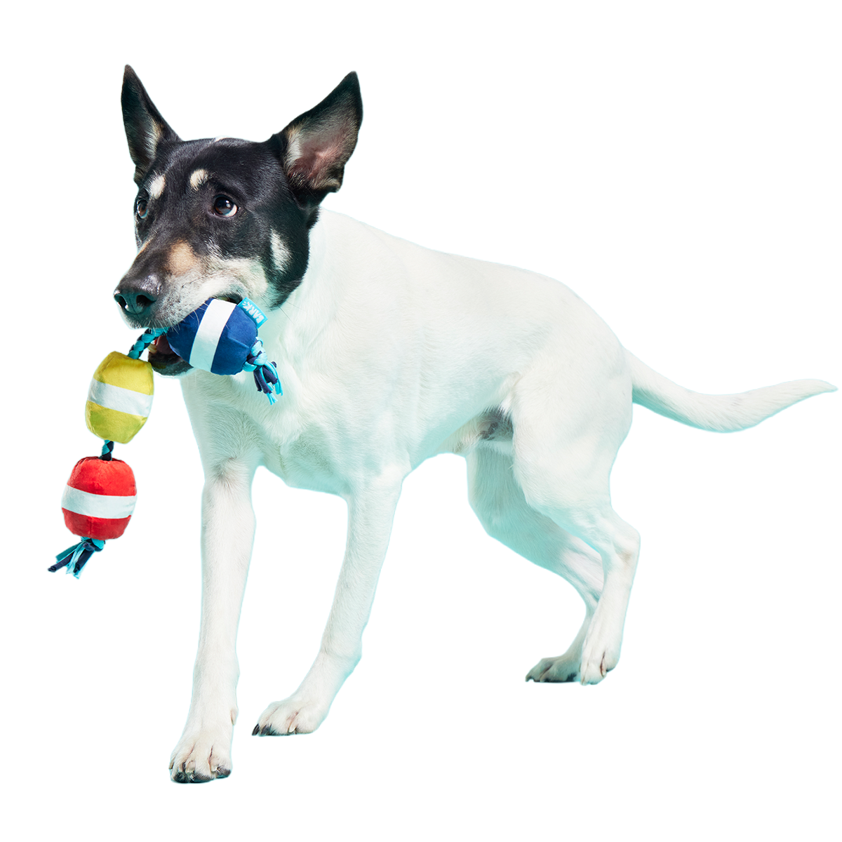 Good Buoys Plush Tug Dog Toy - Image 3