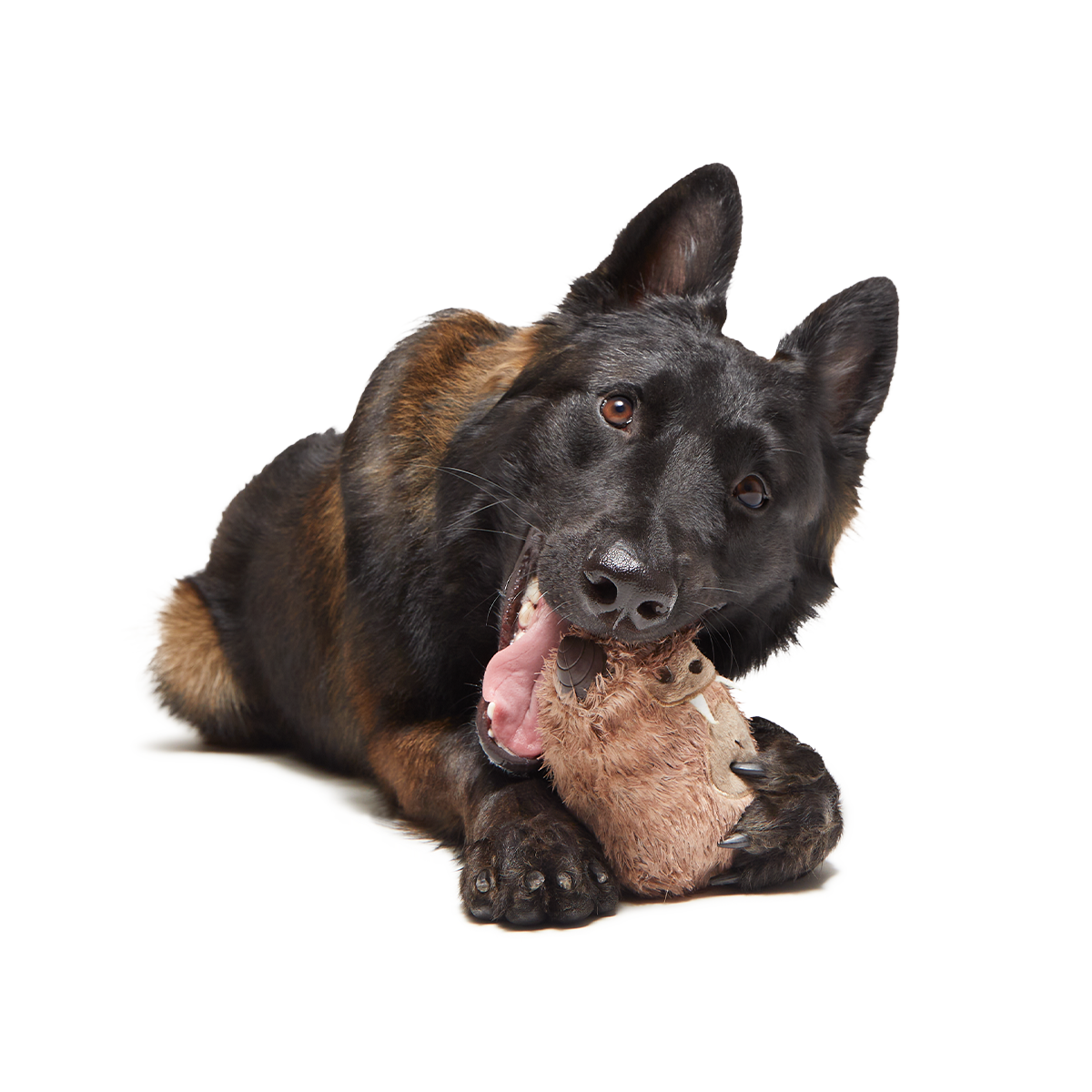 Hairwolf Super Chewer Durable 2-in-1 + Enrichment Dog Toy - Image 2