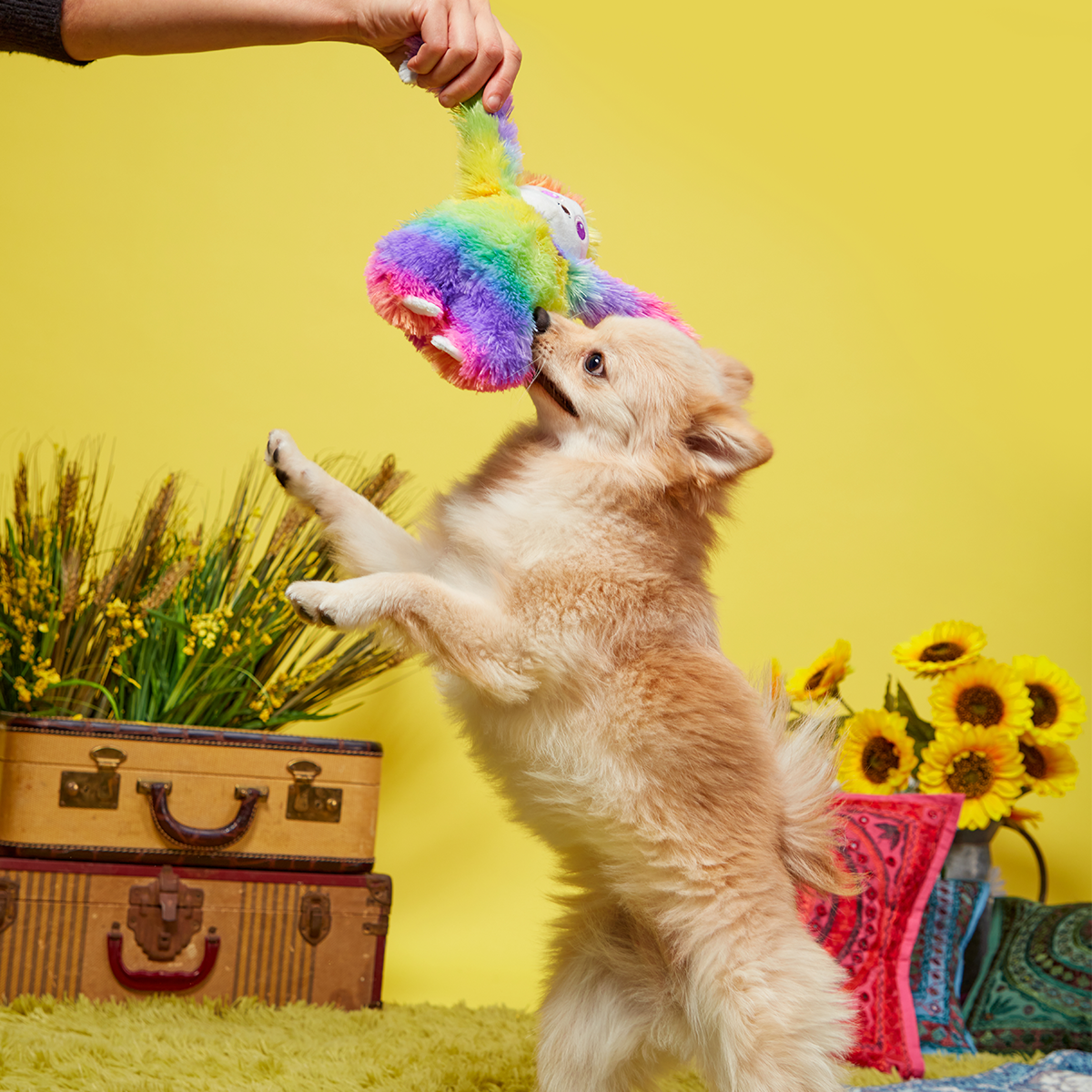 Hairy Garcia Plush Tug Dog Toy - Image 2