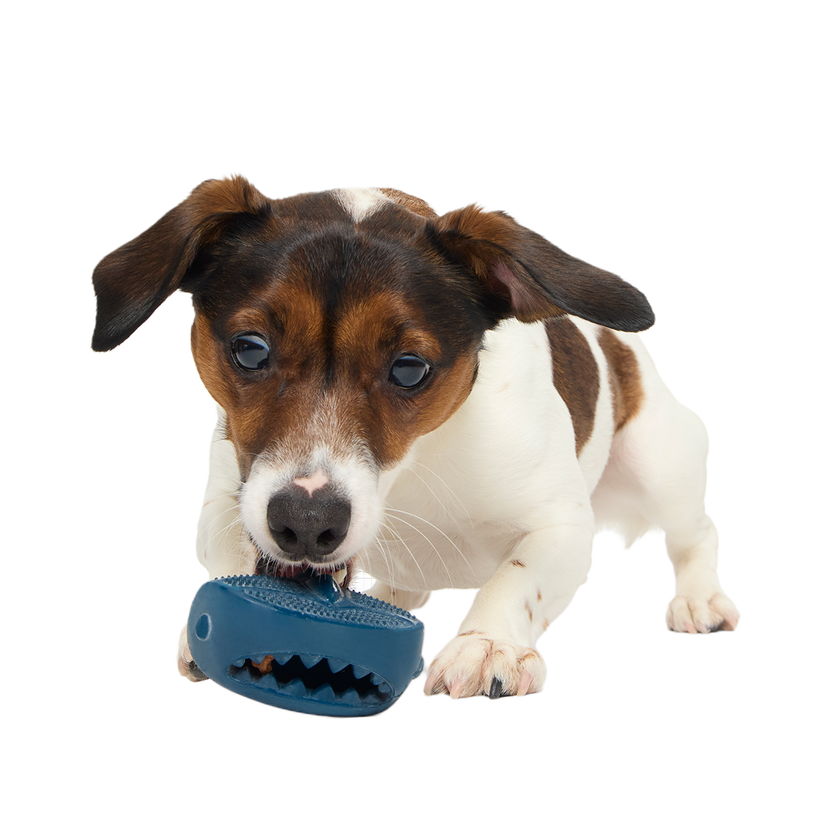 Hammer Fed Shark Super Chewer Durable Enrichment Dog Toy - Image 5
