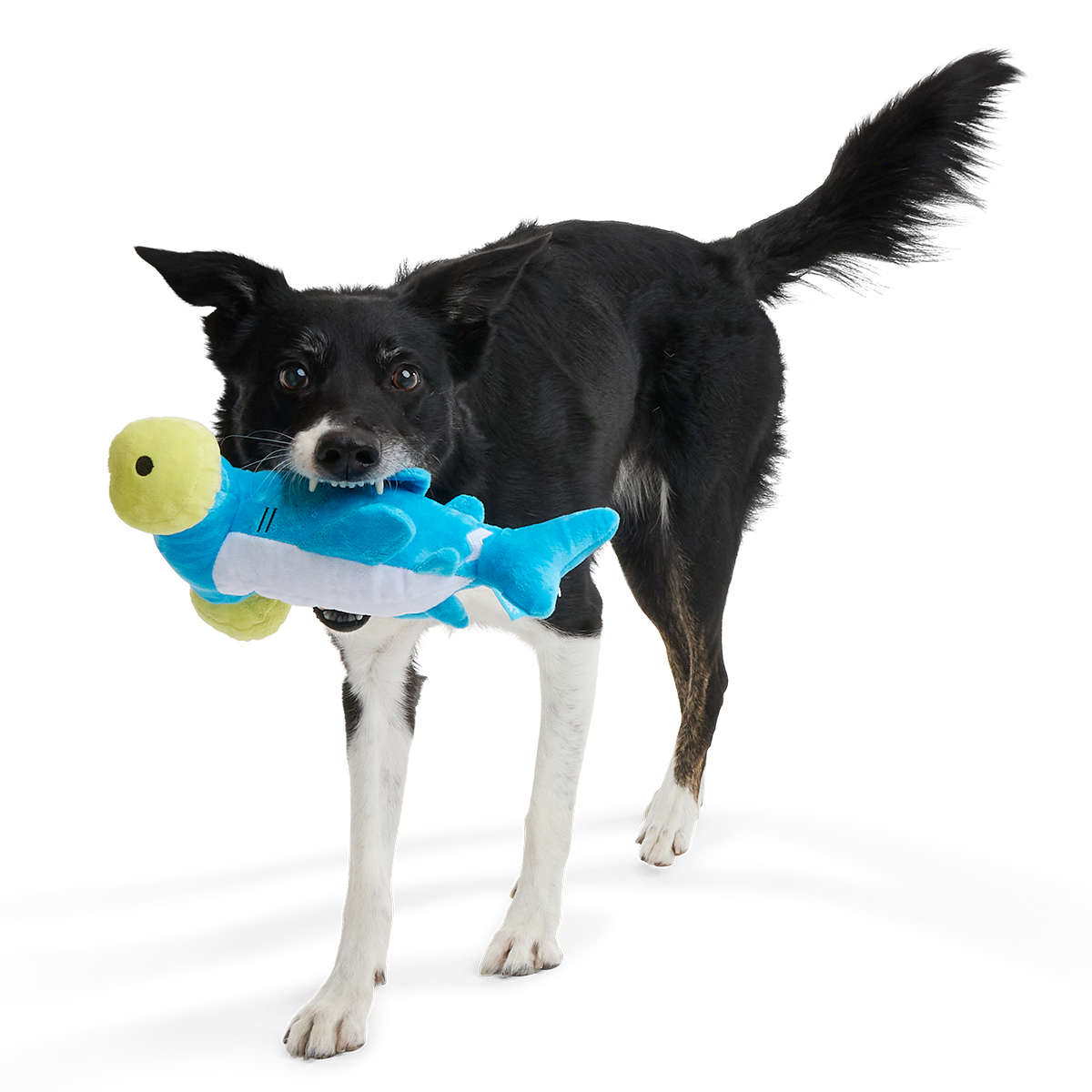 Hammerin' Hank the Shark Plush Tug Dog Toy - Image 3