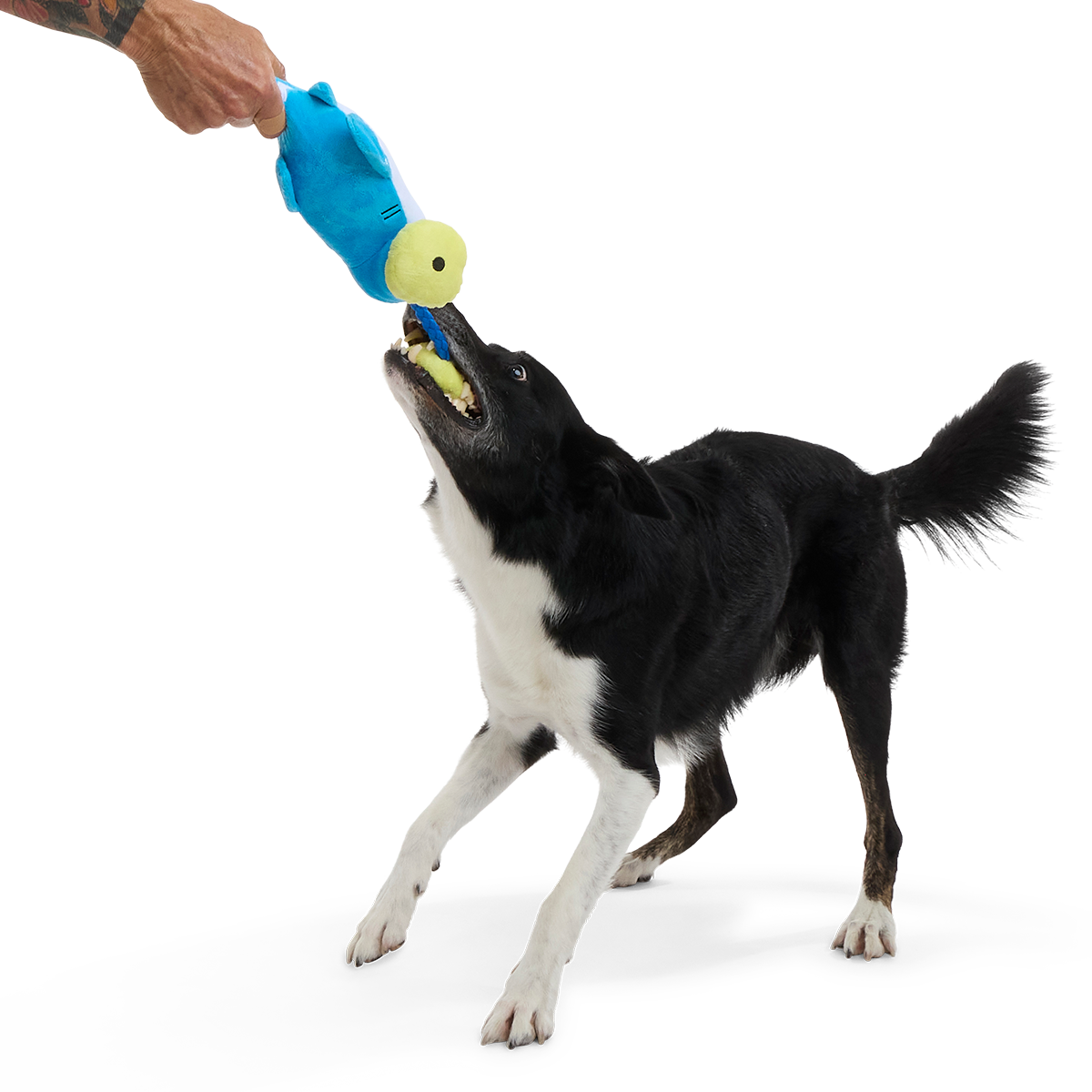 Hammerin' Hank the Shark Plush Tug Dog Toy - Image 2