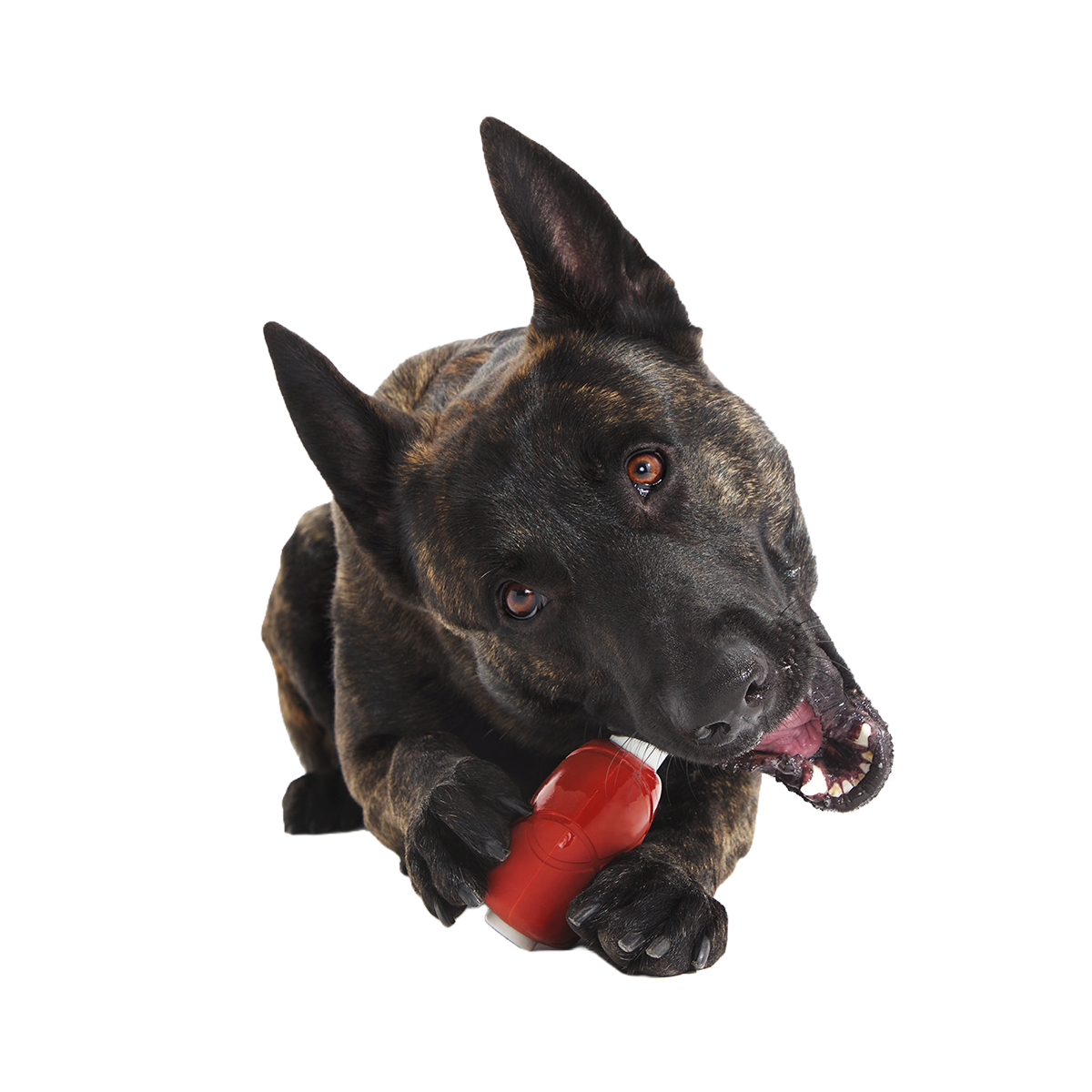 Hardy Ham Super Chewer Durable Gnaw Dog Toy - Image 3