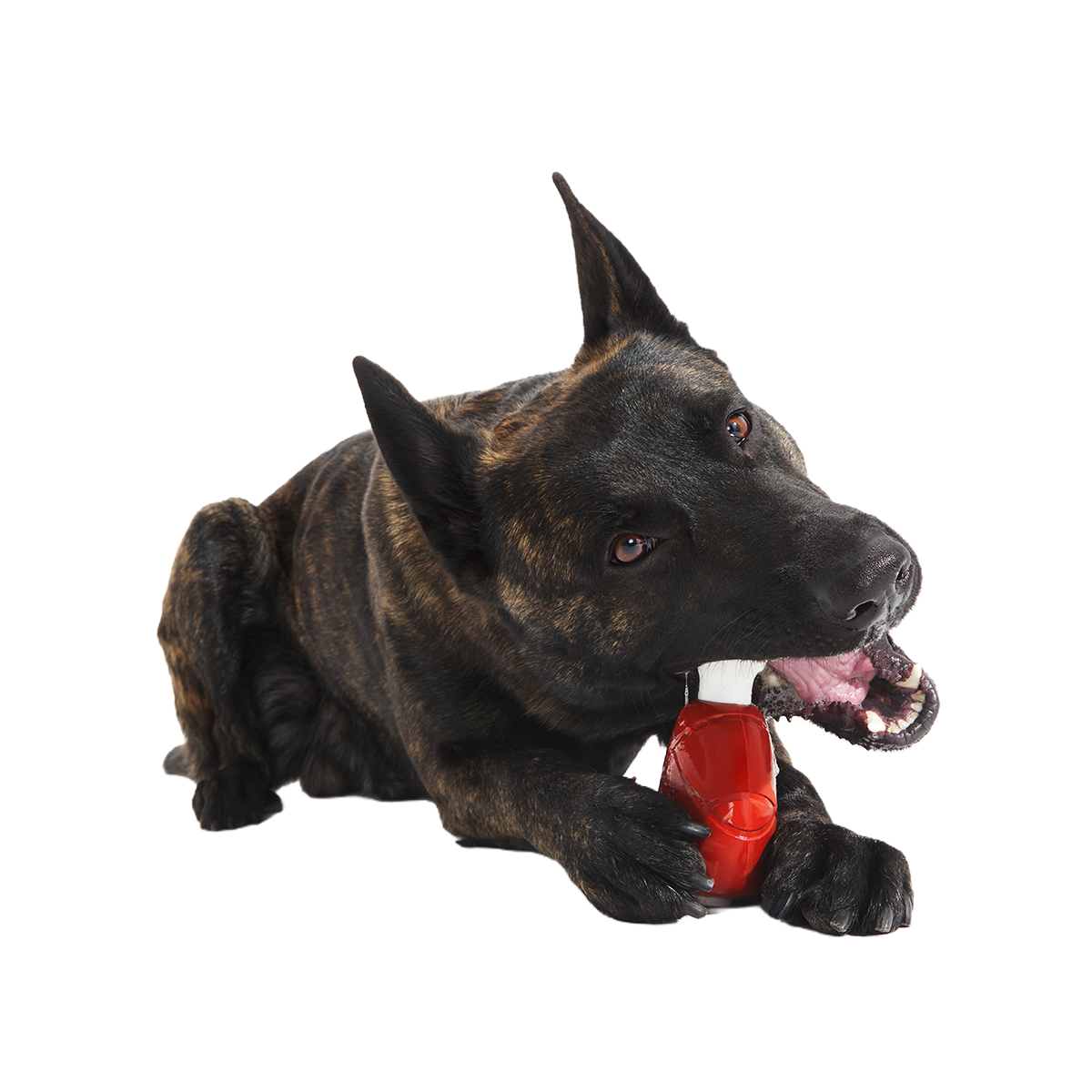 Hardy Ham Super Chewer Durable Gnaw Dog Toy - Image 4