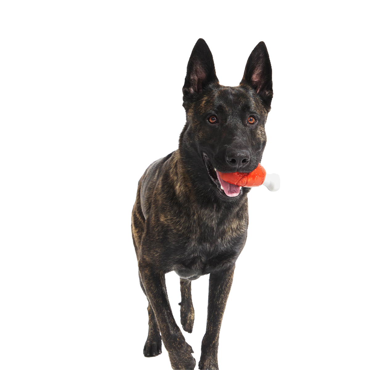 Hardy Ham Super Chewer Durable Gnaw Dog Toy - Image 2