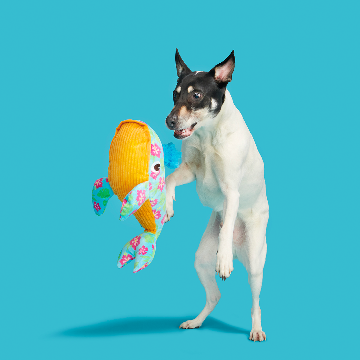 Hawaiian Humpbark Whale Plush Tug + Extra-Large Dog Toy - Image 5