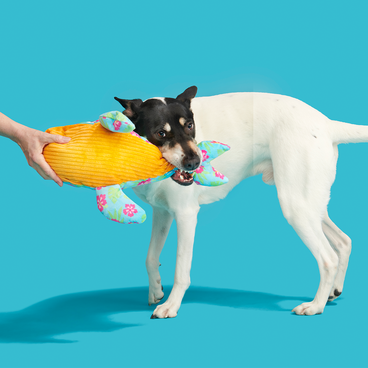 Hawaiian Humpbark Whale Plush Tug + Extra-Large Dog Toy - Image 4