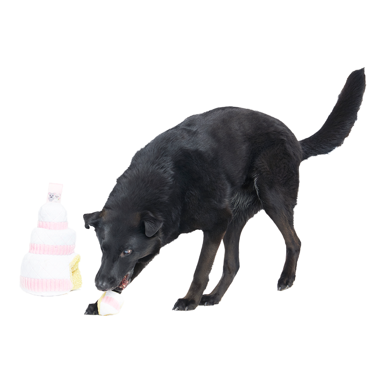 Holy Ratrimony Plush Multi-Part + Enrichment Dog Toy - Image 3