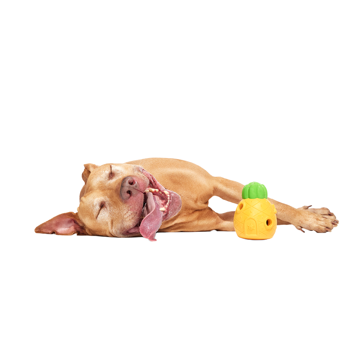Home Sweet Pineapple Super Chewer Durable Enrichment Dog Toy - Image 6