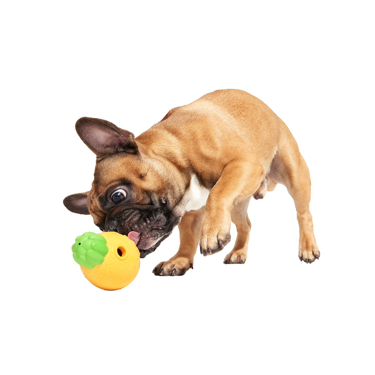 Home Sweet Pineapple Super Chewer Durable Enrichment Dog Toy - Image 4
