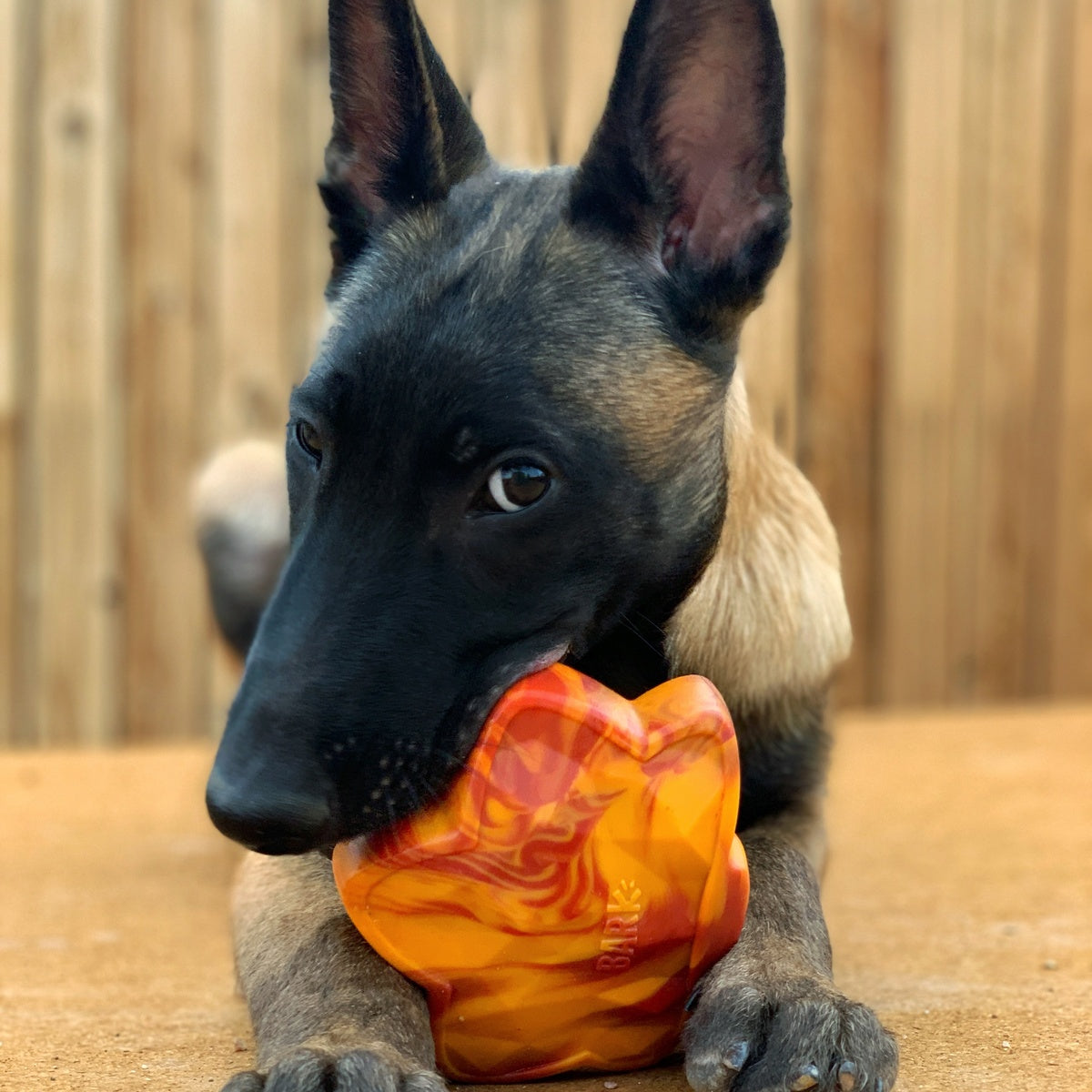 Mighty Maple Leaf Super Chewer Durable Gnaw Dog Toy - Image 4