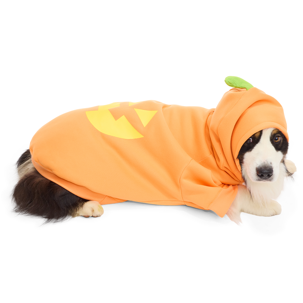 Jack O'Lantern Dog Hoodie - Image 2