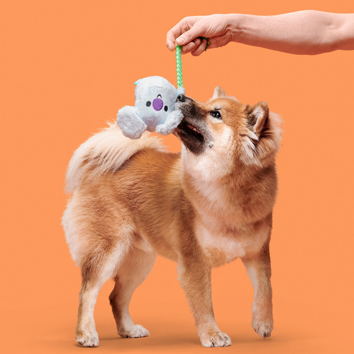 Koa Koala Plush Tug Dog Toy - Image 3