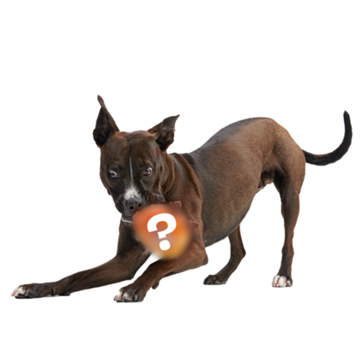 Secret Monster Club. Super Chewer Durable 2-in-1 Rip and Reveal Monthly Dog Toys - Image 4