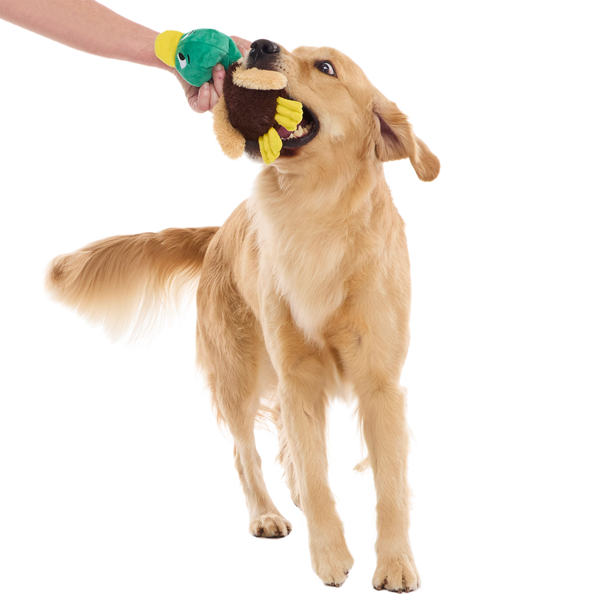 Mal R. Duck Plush Tug Dog Toy - Image 2