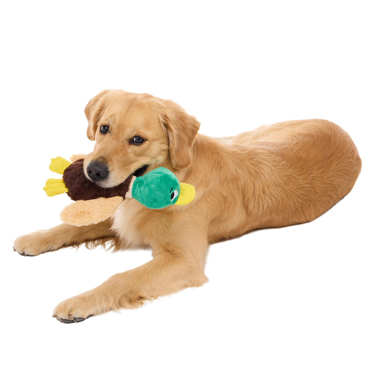 Mal R. Duck Plush Tug Dog Toy - Image 3
