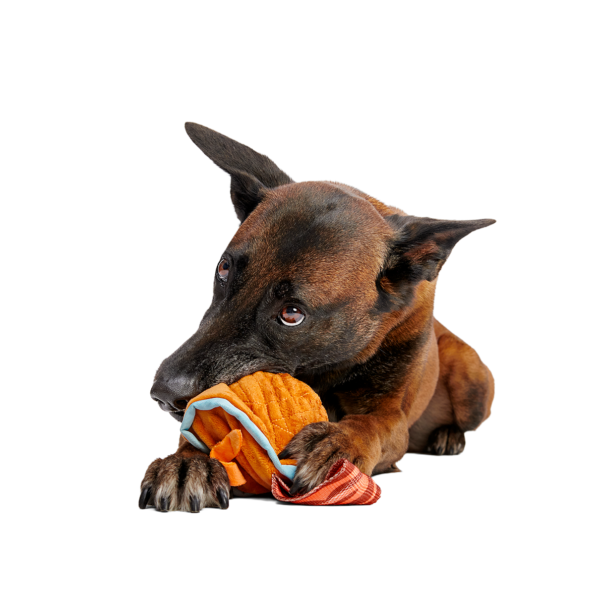 Cocktail Club. Plush Cocktail Monthly Dog Toys - Image 5