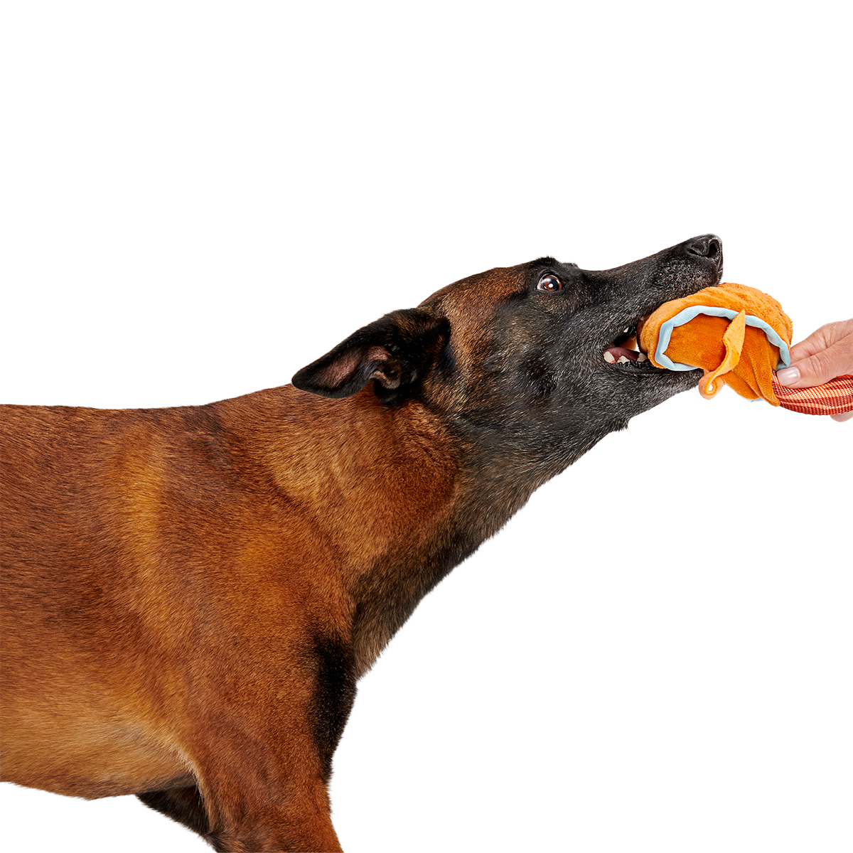 Cocktail Club. Plush Cocktail Monthly Dog Toys - Image 4