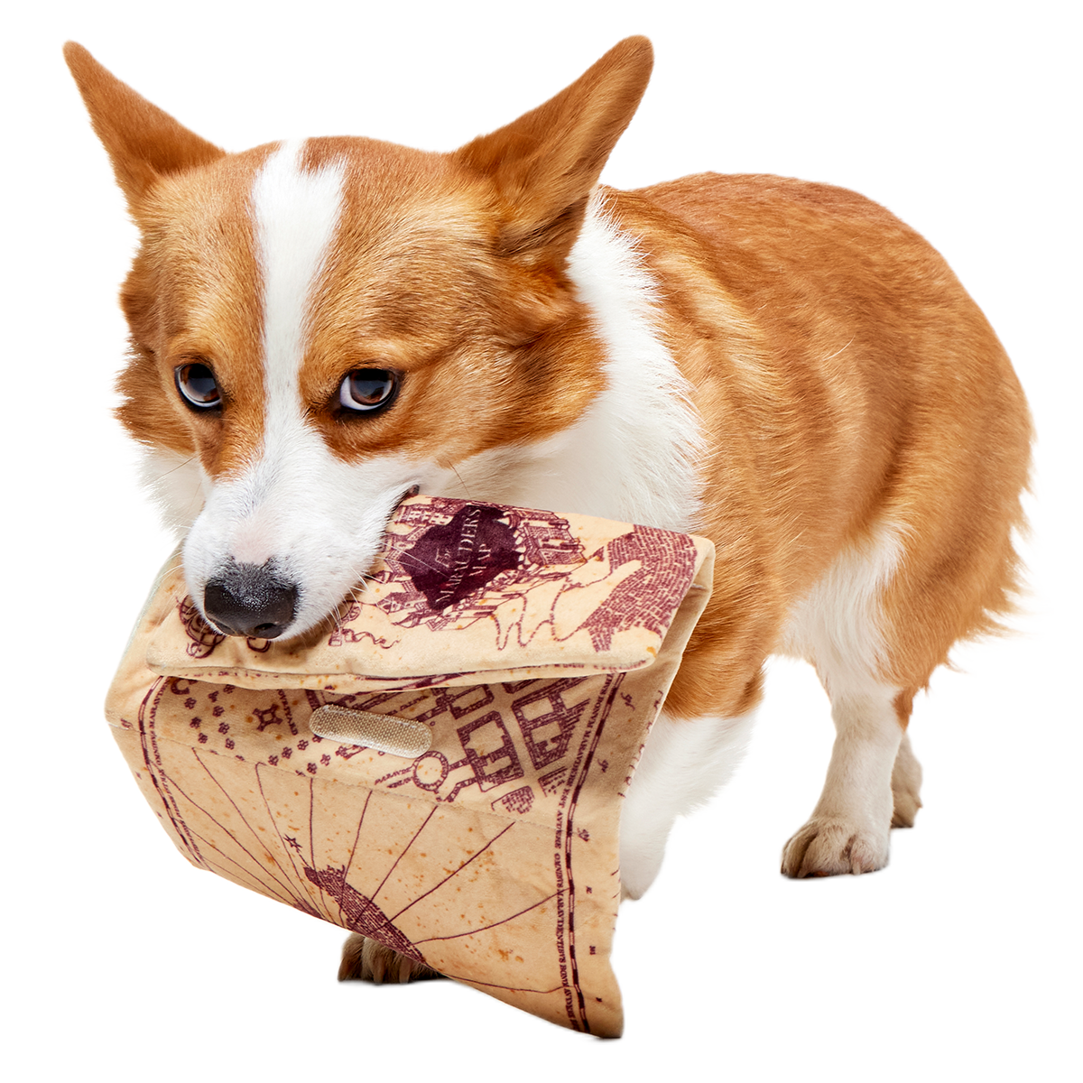 Marauder's Map™ Plush Tug Dog Toy - Image 6