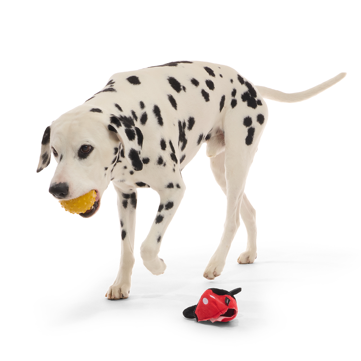 Mickey Mouse Ball Super Chewer Durable 2-in-1 + Fetch Dog Toy - Image 5
