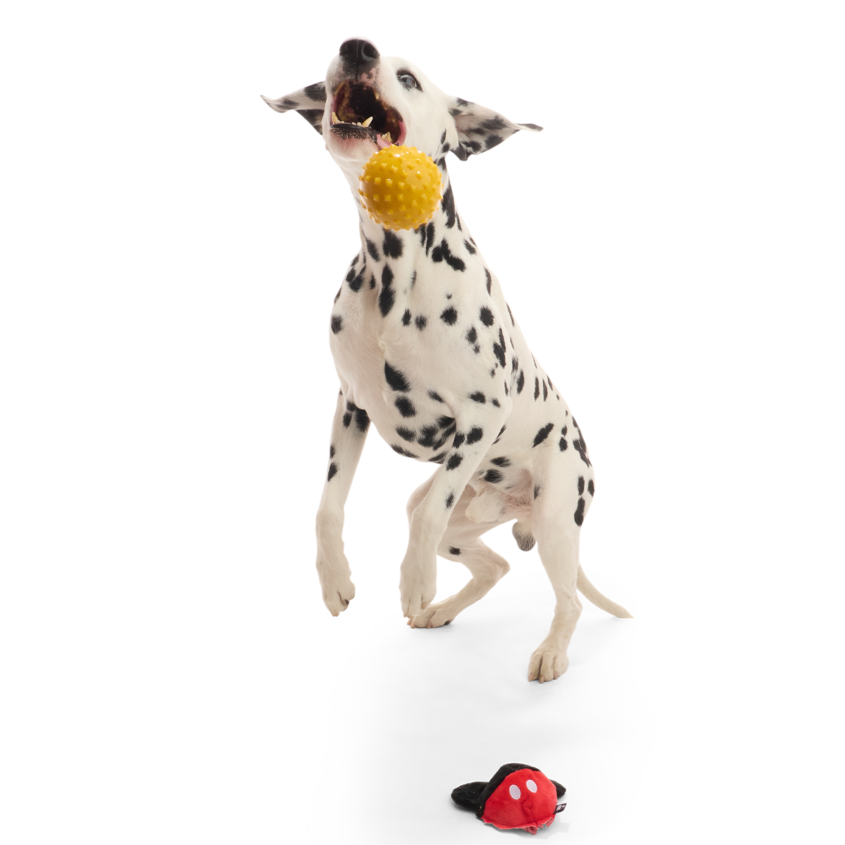 Mickey Mouse Ball Super Chewer Durable 2-in-1 + Fetch Dog Toy - Image 4