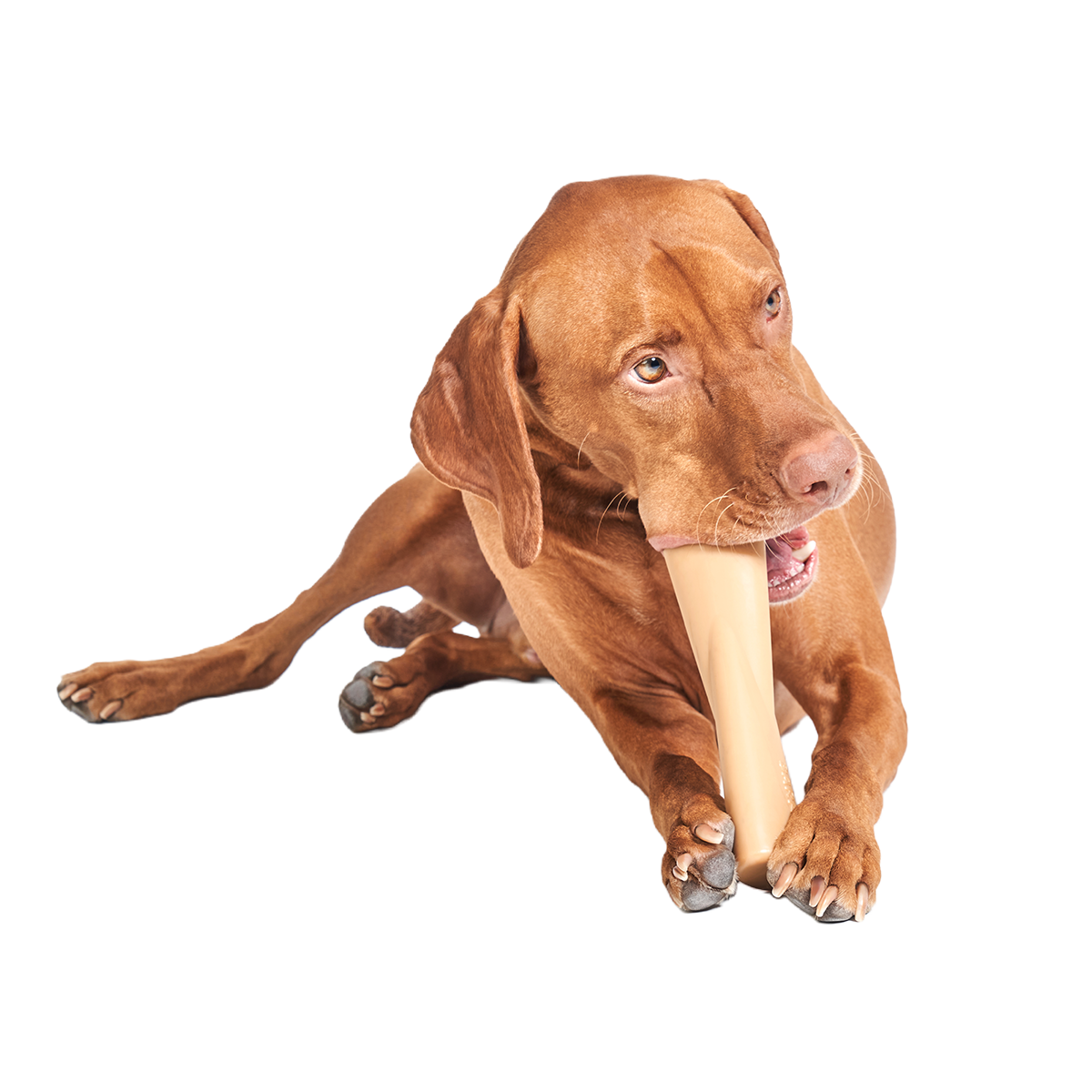 Mighty Bone Super Chewer Durable Gnaw Dog Toy - Image 4