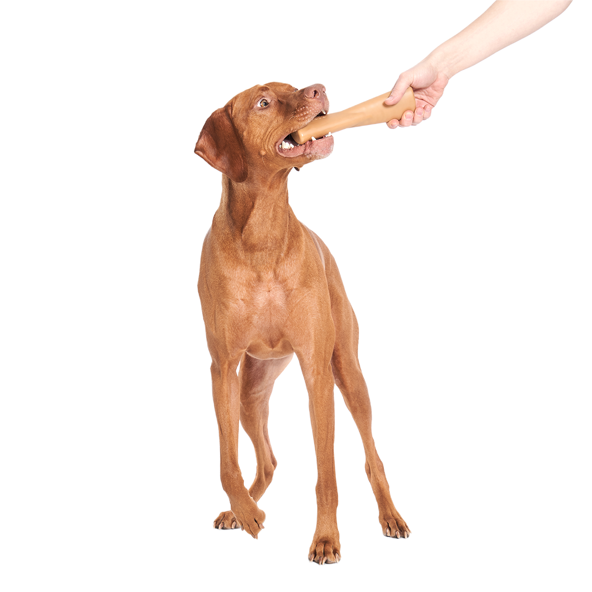 Mighty Bone Super Chewer Durable Gnaw Dog Toy - Image 2