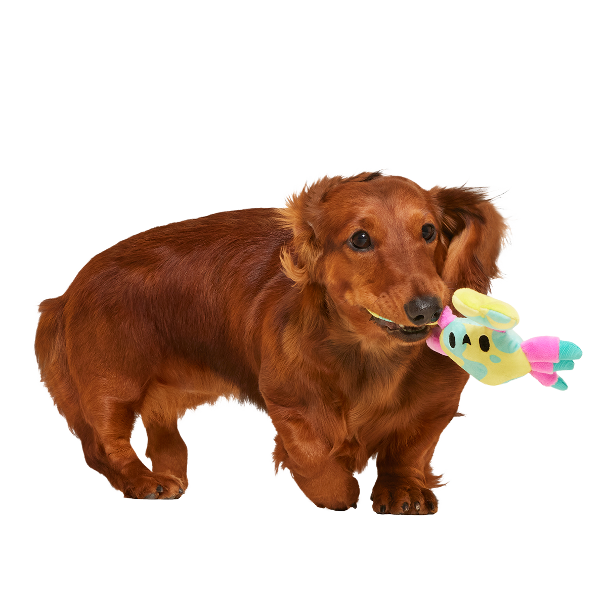 Moe The Mosaic Crab Plush Tug Dog Toy - Image 3