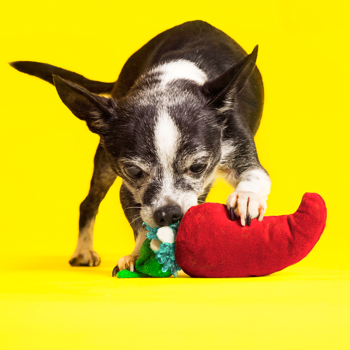 Muy Caliente Jalapeno Plush Tug Dog Toy - Image 3